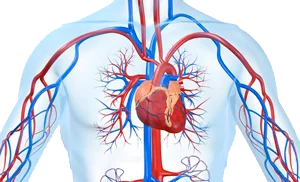 Cardiovascular