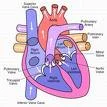 Diuretics