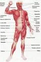 Muscle Relaxers