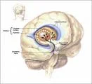 Parkinson And Alzheimer