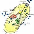 Buy antibiotics Online - Mexico Pharmacy